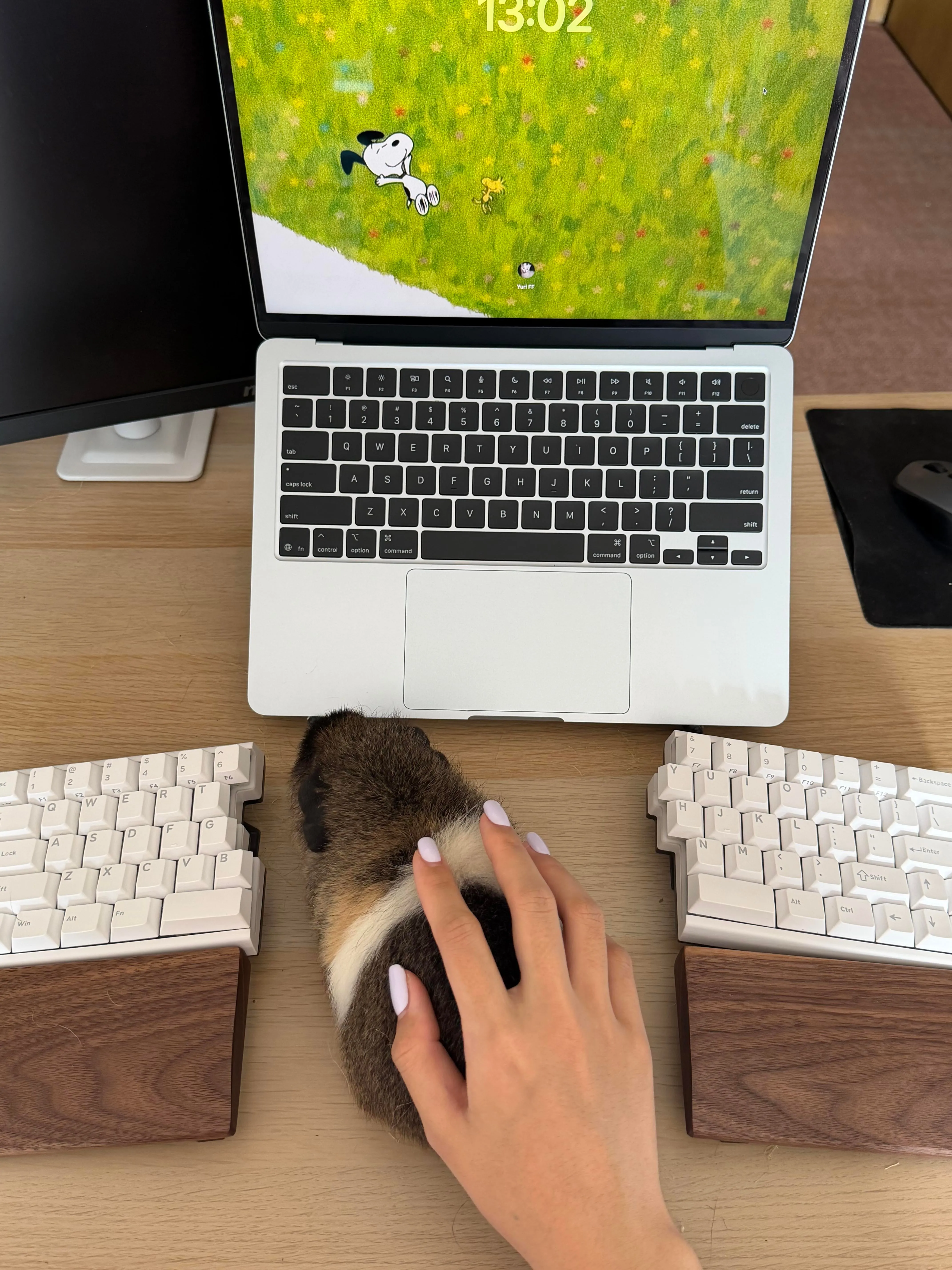キーボードの横でくつろぐモルモット